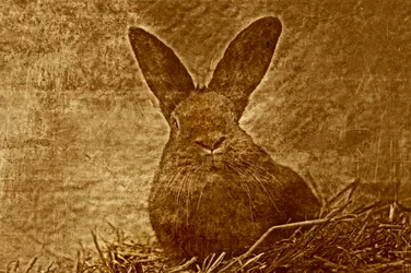 Hare, 2012