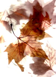 Autumn Wind