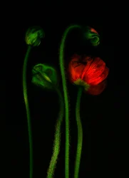 EarthArt -Poppy, 2008