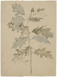 Oak Branch with Foliage