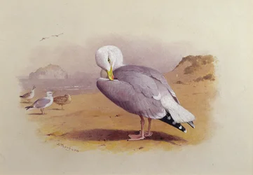 A Herring Gull on a Beach with the Bass Rock Beyond
