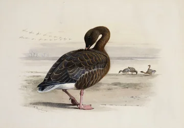 A Pink-Footed Goose