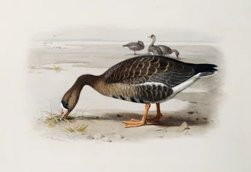 A White-Fronted Goose
