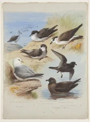 Albatross, Petrels, Shearwater, Fulmar, c.1915