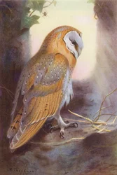 Barn Owl