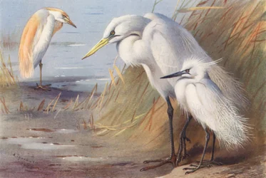 Buff-Backed Heron, Great White Heron, Little Egret