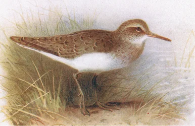 Common Sandpiper, from Birds of the British Isles and Their Eggs