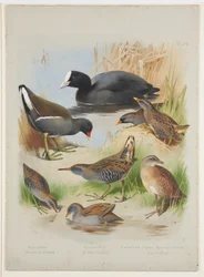 Coot, moorhen, crakes and rails, c.1915