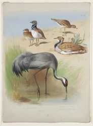 Crane, Stone Curlew and Bustards, c.1915