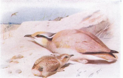 Cream Coloured Courser, from Birds of the British Isles and Their Eggs