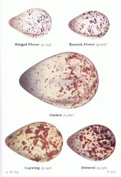 Eggs: Ring Plover, Kentish Plover, Curlew, Lapwing, Dotterell, from Birds of the British Isles and Their Eggs