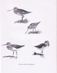 Godwits and Green Sandpipers
