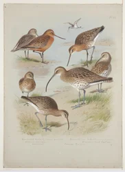 Godwits and curlews, c.1915