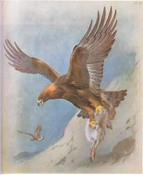 Golden Eagle and Mountain Hare