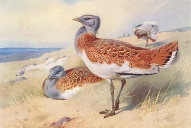 Great Bustard (male and female)