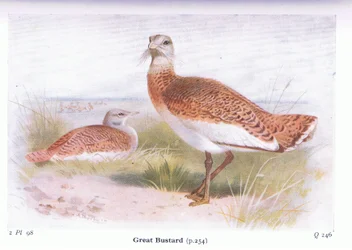 Great Bustard, from Birds of the British Isles and Their Eggs