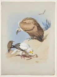 Griffin Vulture and Egyptian Vulture, c.1915