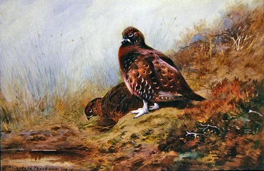 Grouse