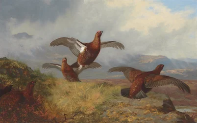 Grouse in Flight