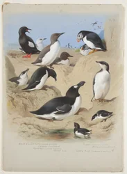 Guillemots, razorbill, puffin and auks, c.1915