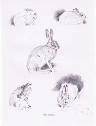 Hare Studies