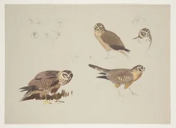 Harrier and ruff, c.1915