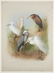 Herons and Egret, c.1915