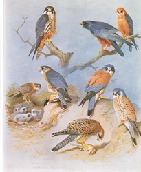 Hobby, Merlin, Red Footed Falcon, Lesser Kestrel and Kestrel