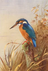 Kingfisher