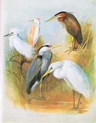 Little Egret, Buff Backed Heron, Common Heron, Purple Heron, Great White Heron
