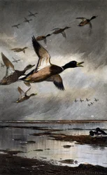 Mallards in flight