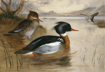 Mergansers, on Loch Maree