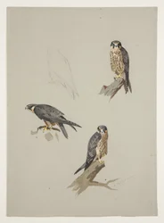 Merlin male, c.1915
