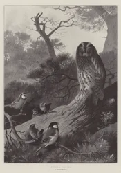 Mobbing a Wood-Owl