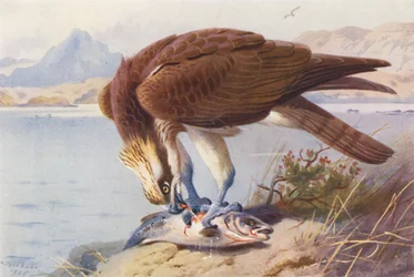 Osprey