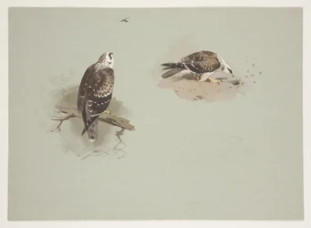 Pale honey buzzard, c.1915