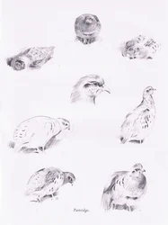 Partridges