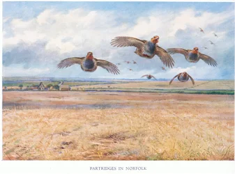 Partridges in Norfolk