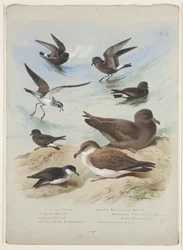 Petrels, c.1915