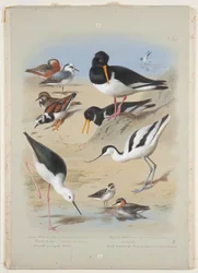 Phaleropes, oystercatcher, avocet, turnstone and stilt, c.1915