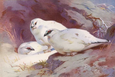 Ptarmigan (Male and Female, Winter)