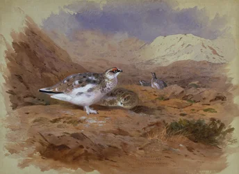 Ptarmigan in a Highland Landscape