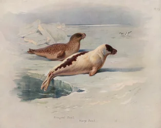 Ringed Seal, Harp Seal