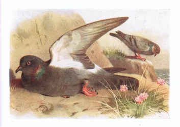 Rock Dove, from Birds of the British Isles and Their Eggs