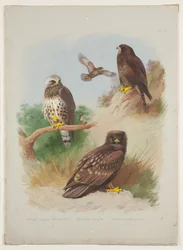 Rough Legged Buzzard, Spotted Eagle and Common Buzzard, c.1915