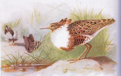 Ruffs and Reeves, from Birds of the British Isles and Their Eggs