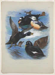 Scoters and stellers eider, c.1915