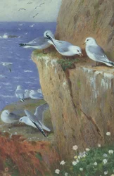 Seagulls
