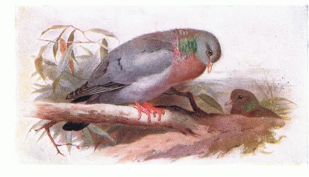 Stock Dove, from Birds of the British Isles and Their Eggs