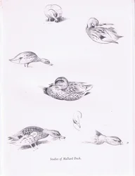 Studies of Mallard Ducks